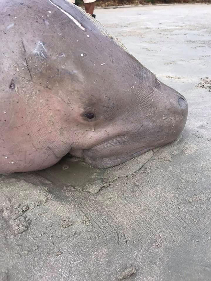 พะยูน พะยูน