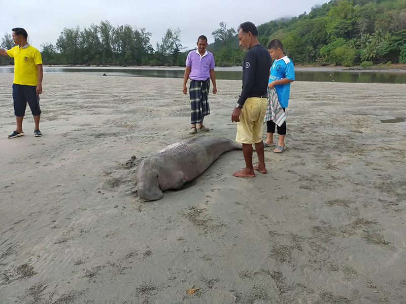 พะยูน พะยูน