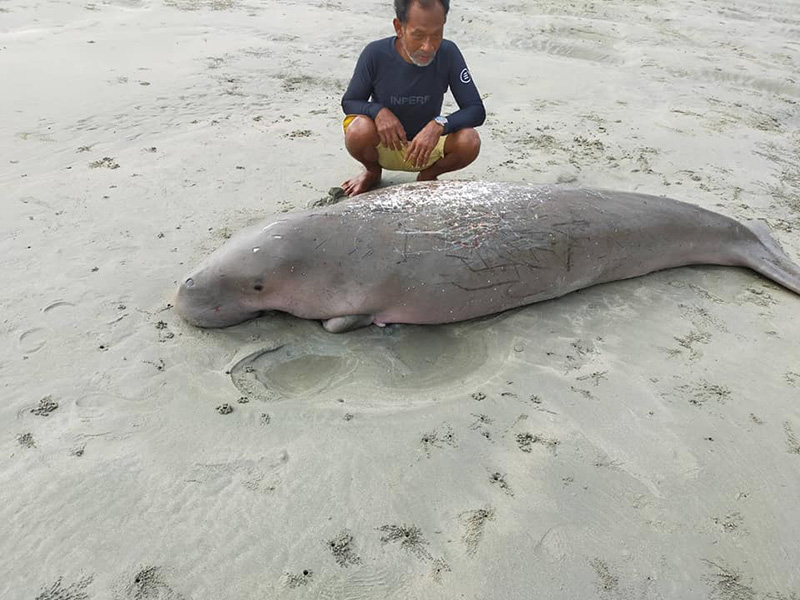 พะยูน พะยูน