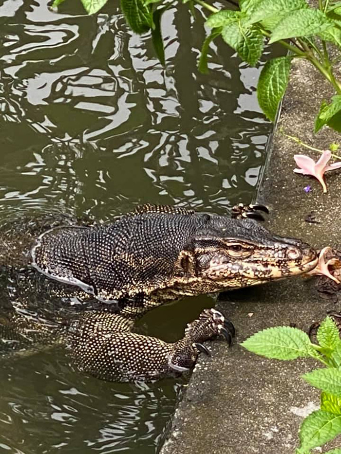โคตรตัวเงินตัวทอง โคตรตัวเงินตัวทอง