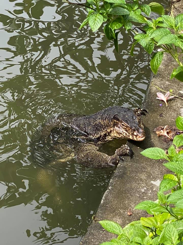 โคตรตัวเงินตัวทอง โคตรตัวเงินตัวทอง