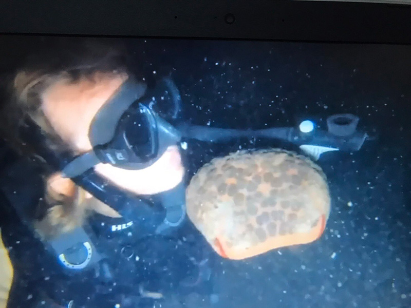 2 ฝรั่งดำน้ำ 2 ฝรั่งดำน้ำ