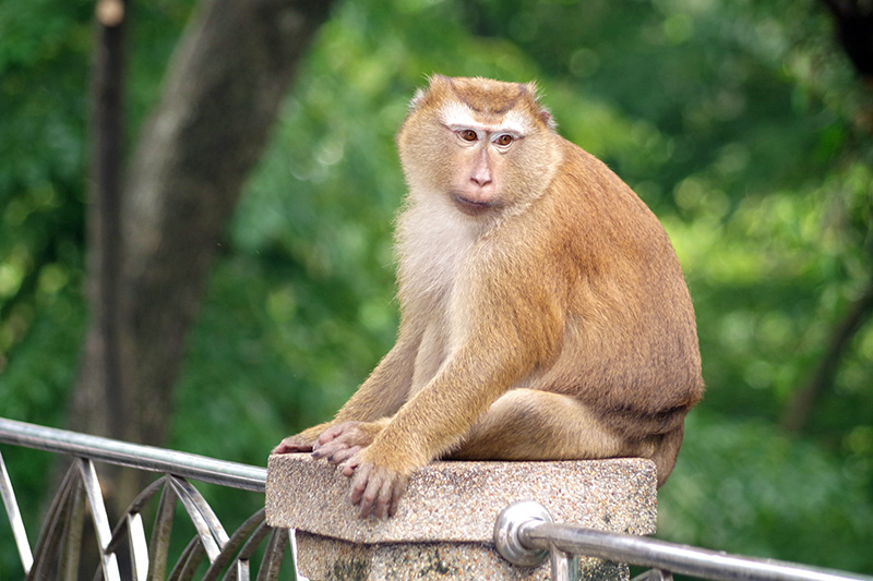 ลิงกัง ลิงกัง