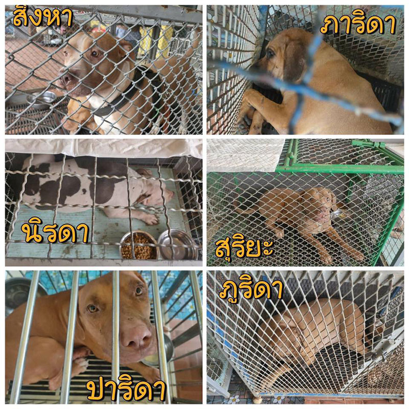 พิตบูล พิตบูล