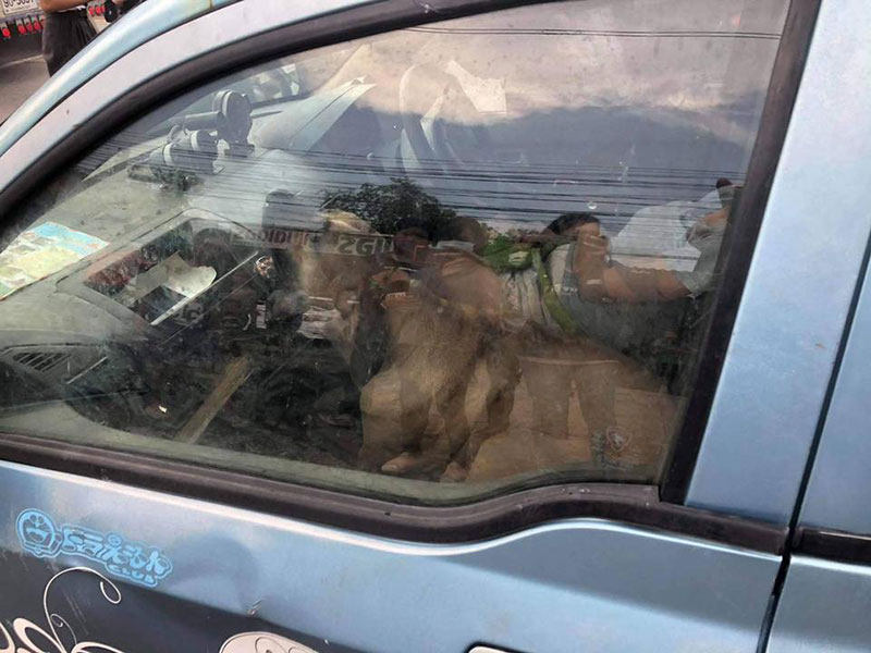 พิตบูล พิตบูล