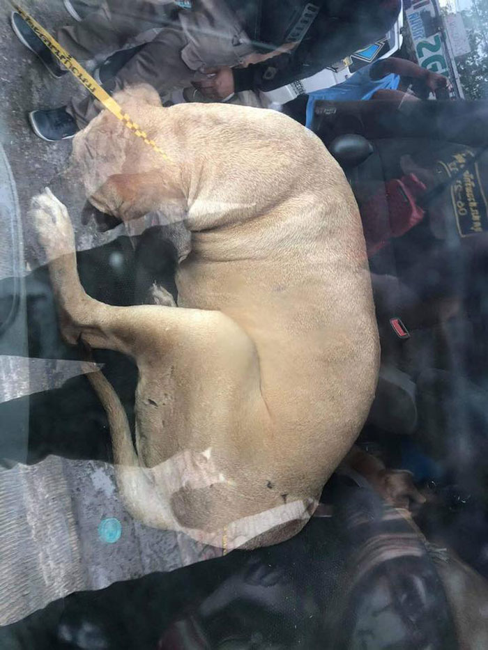 พิตบูล พิตบูล