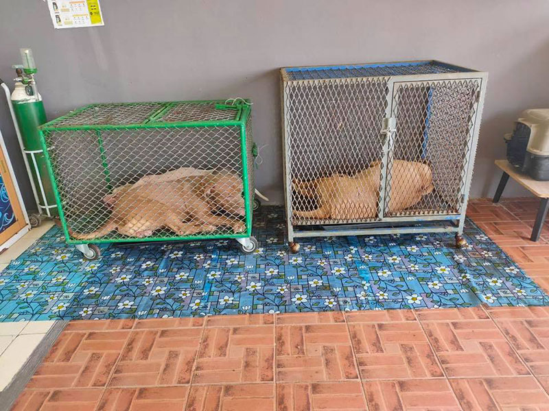 พิตบูล พิตบูล