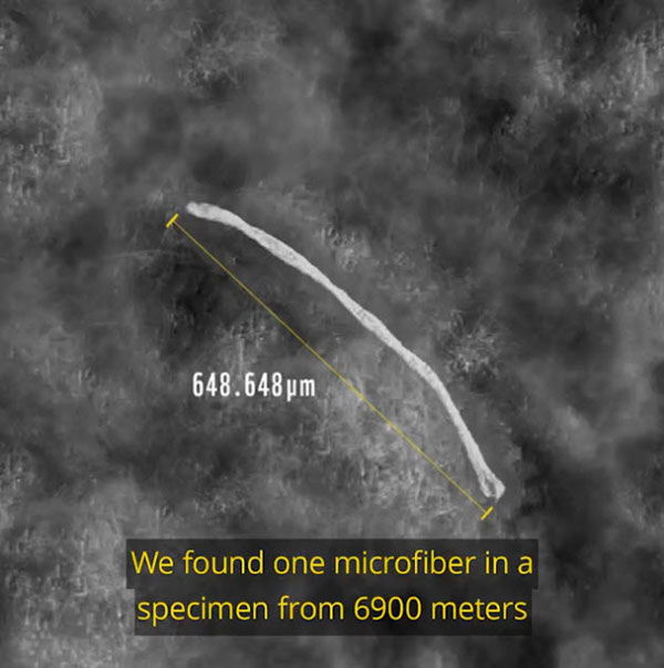 สัตว์สปีชีส์ใหม่ สัตว์สปีชีส์ใหม่