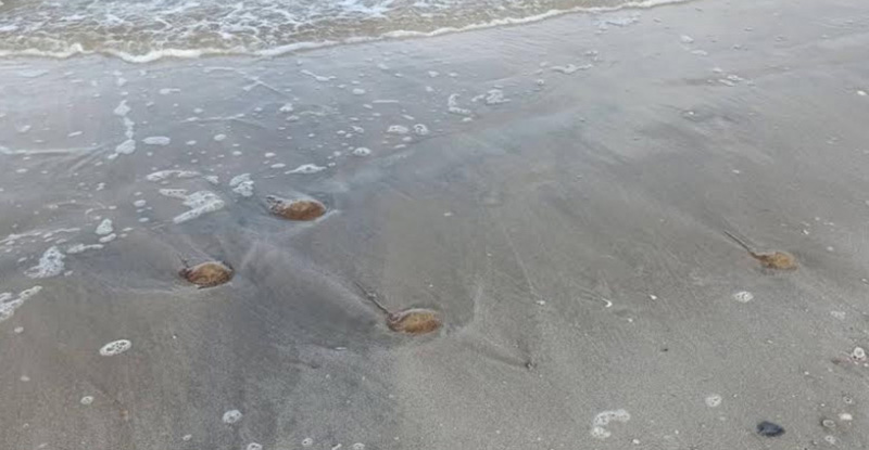 แมงกะพรุนไฟ แมงกะพรุนไฟ