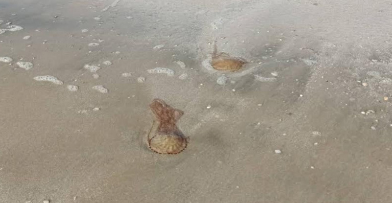 แมงกะพรุนไฟ แมงกะพรุนไฟ