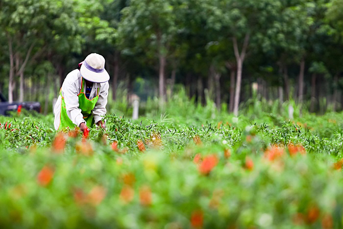 ภาพข่าวช่วยเกษตรกร ภาพข่าวช่วยเกษตรกร