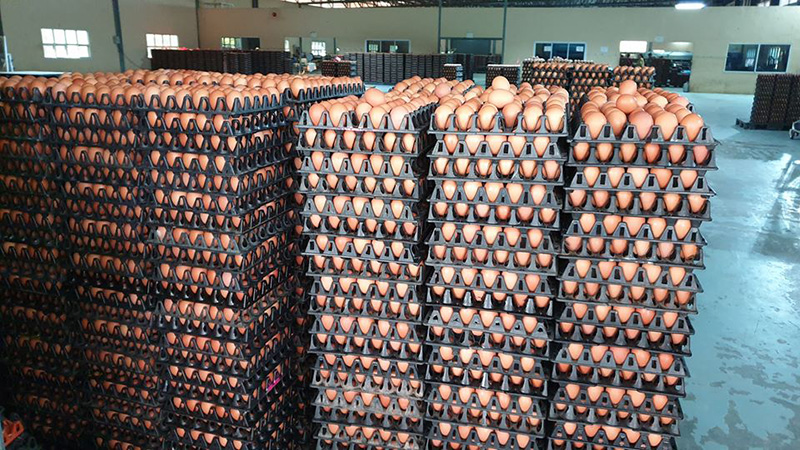 ส.ส. พปชร. ส.ส. พปชร.