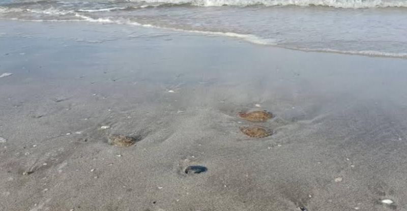 แมงกะพรุนไฟ แมงกะพรุนไฟ