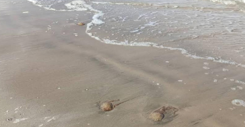 แมงกะพรุนไฟ แมงกะพรุนไฟ