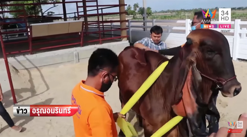 ภาพข่าวเจ้าดวงตะวัน ภาพข่าวเจ้าดวงตะวัน