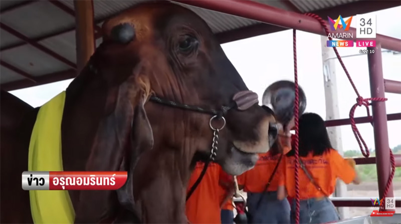 ภาพข่าวเจ้าดวงตะวัน ภาพข่าวเจ้าดวงตะวัน