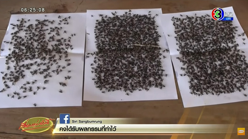 แมลงวัน แมลงวัน