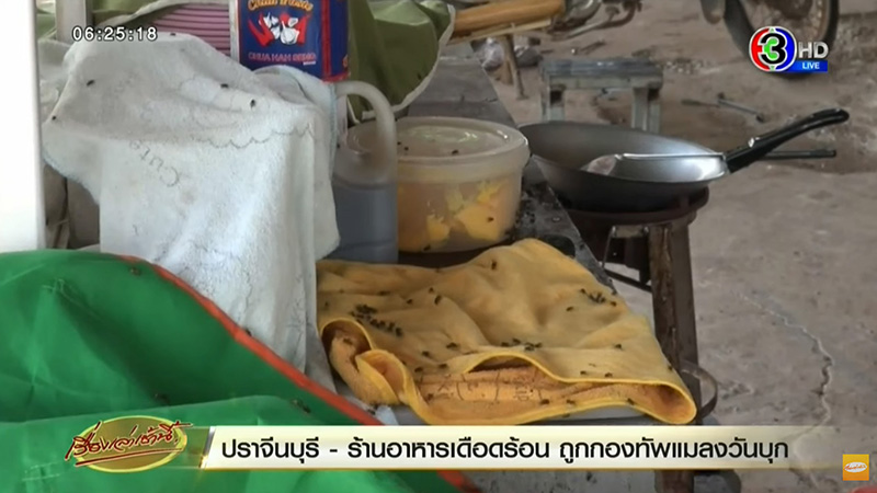 แมลงวัน แมลงวัน