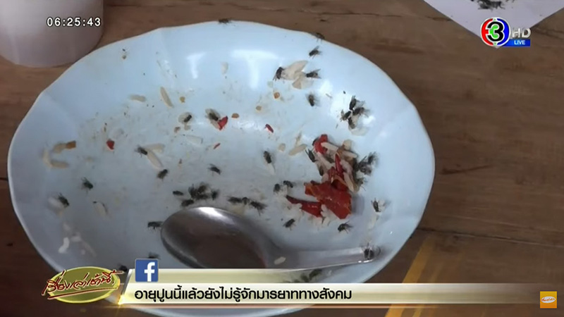 แมลงวัน แมลงวัน