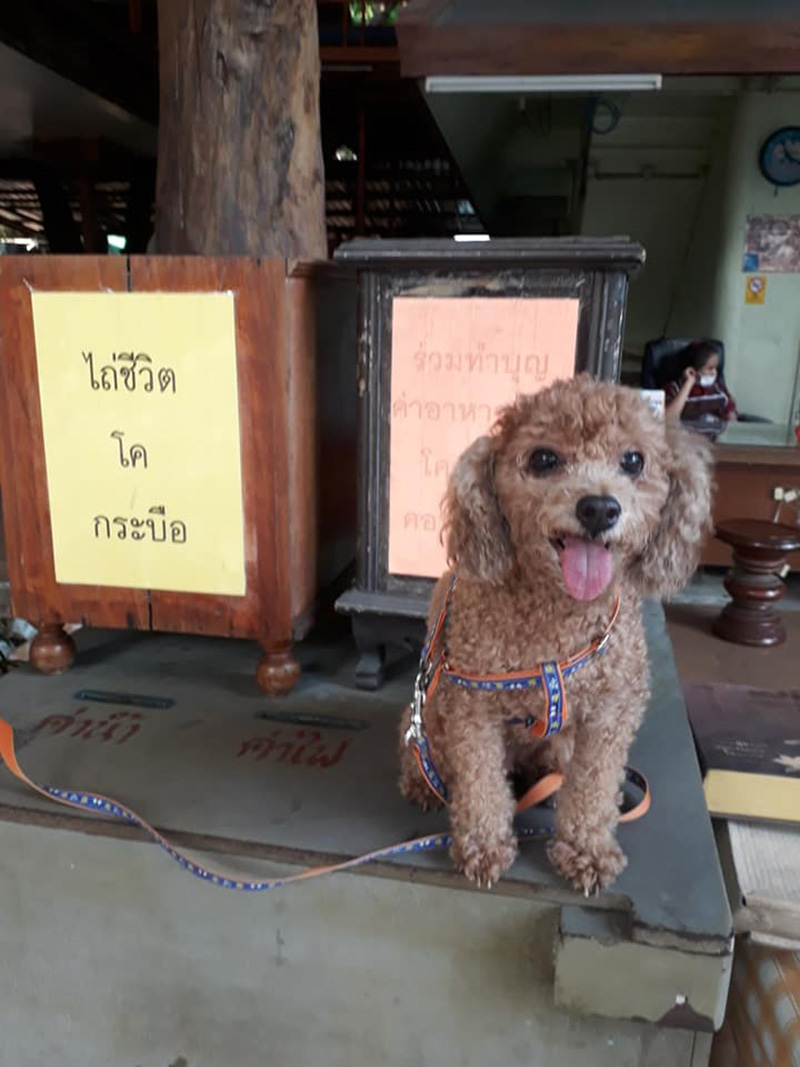 ป้าอุ้มหมา ป้าอุ้มหมา