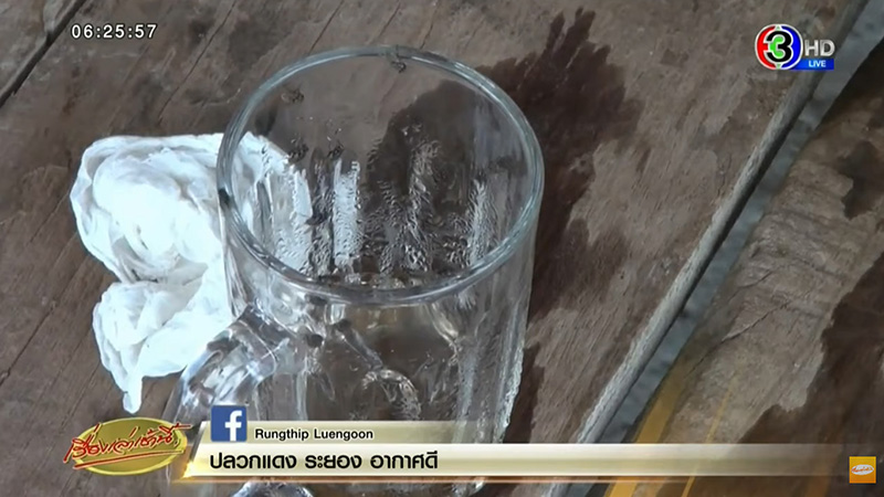 แมลงวัน แมลงวัน