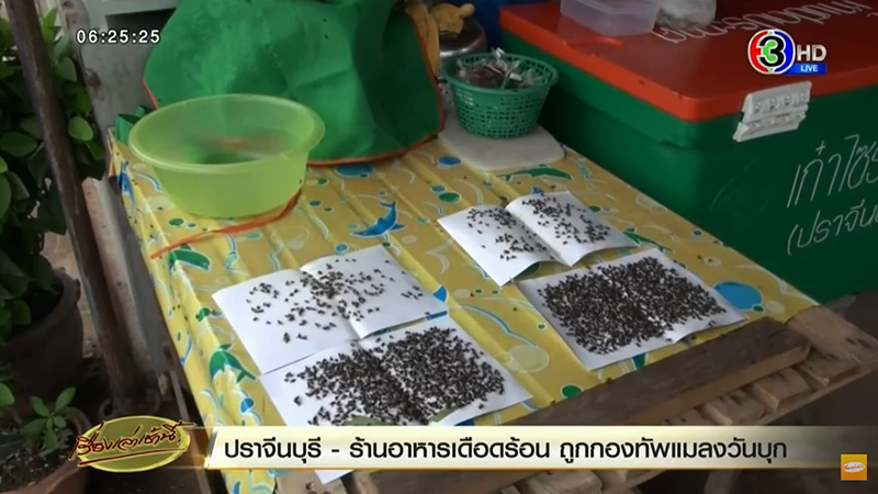 แมลงวัน แมลงวัน