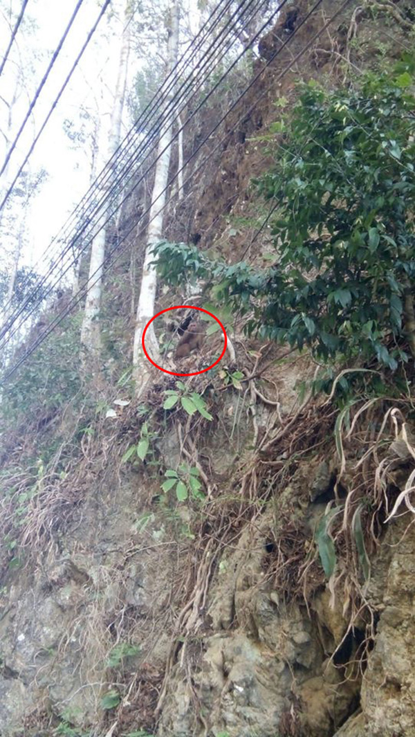 ลิงเขาติง ลิงเขาติง