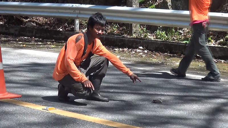 ลิงเขาติง ลิงเขาติง