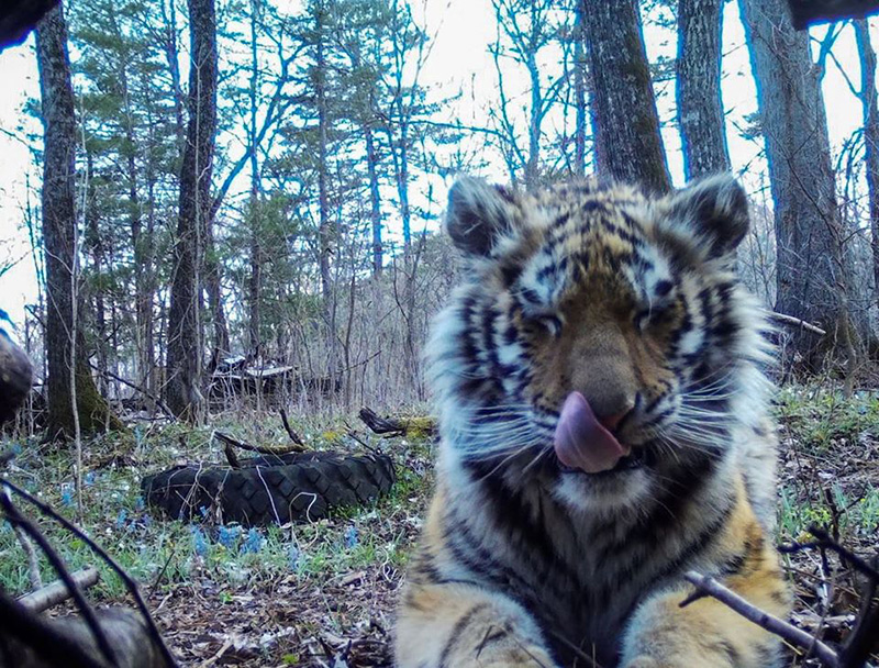 เสือ เสือ