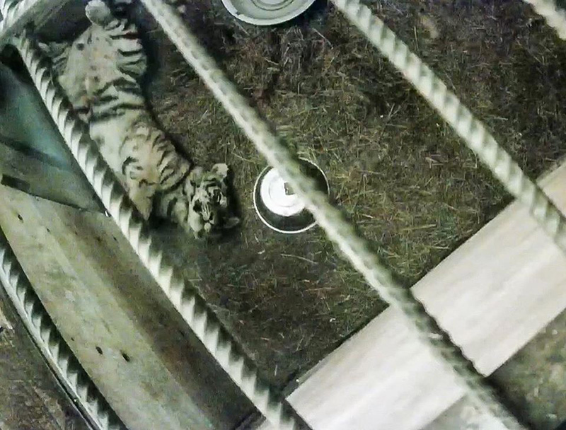 เสือ เสือ