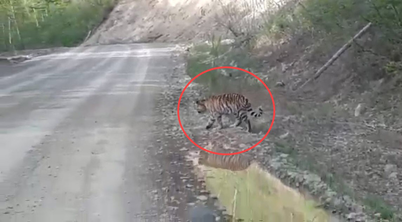 เสือ เสือ