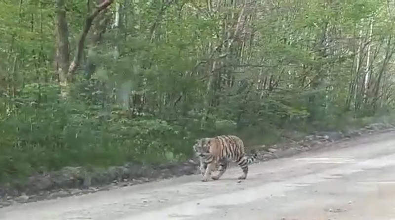 เสือ เสือ