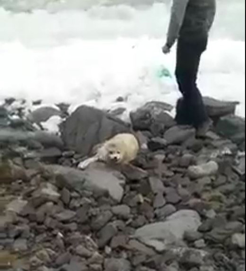 ลูกแมวน้ำ ลูกแมวน้ำ