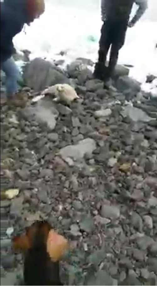 ลูกแมวน้ำ ลูกแมวน้ำ