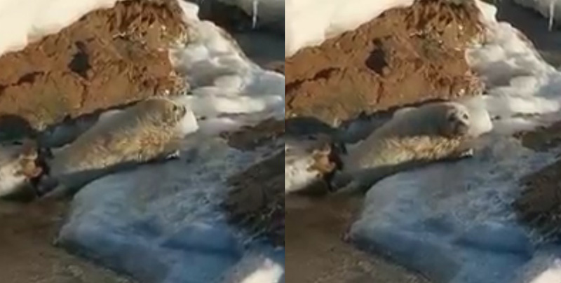 ลูกแมวน้ำ ลูกแมวน้ำ