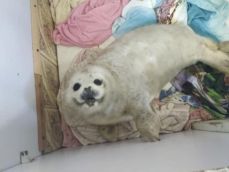 ลูกแมวน้ำ ลูกแมวน้ำ