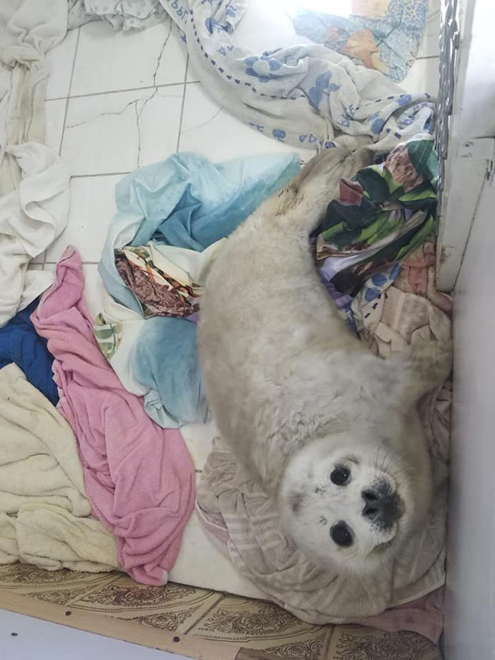 ลูกแมวน้ำ ลูกแมวน้ำ