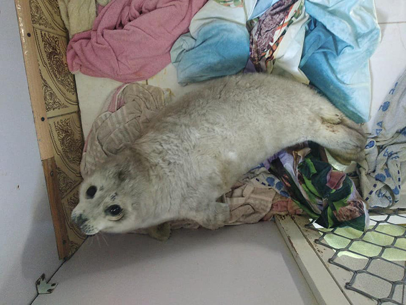 ลูกแมวน้ำ ลูกแมวน้ำ