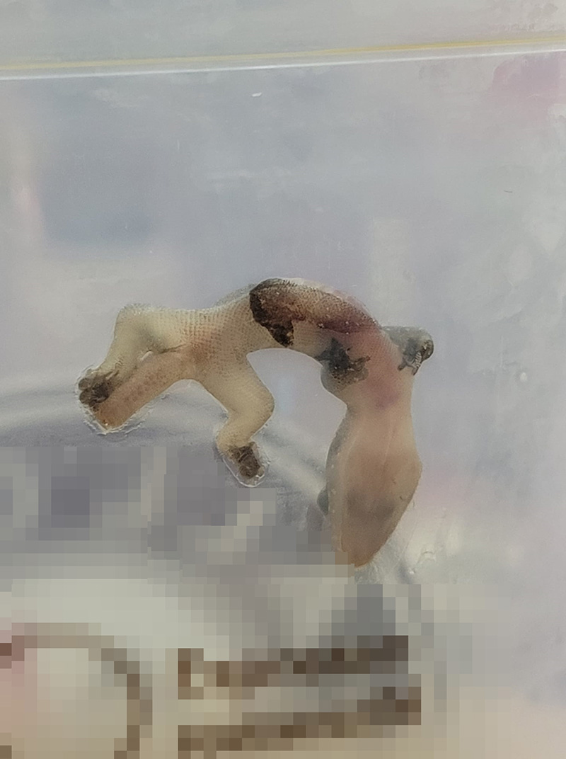 หนุ่มแทบอ้วก เจอซากจิ้งจกในแก้วกาแฟร้านดัง หนุ่มแทบอ้วก เจอซากจิ้งจกในแก้วกาแฟร้านดัง