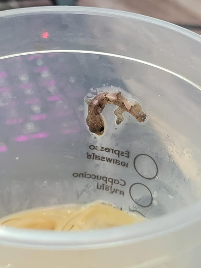 หนุ่มแทบอ้วก เจอซากจิ้งจกในแก้วกาแฟร้านดัง หนุ่มแทบอ้วก เจอซากจิ้งจกในแก้วกาแฟร้านดัง