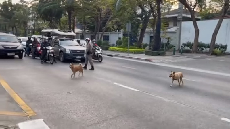 ตำรวจโบกรถให้หยุด ตำรวจโบกรถให้หยุด