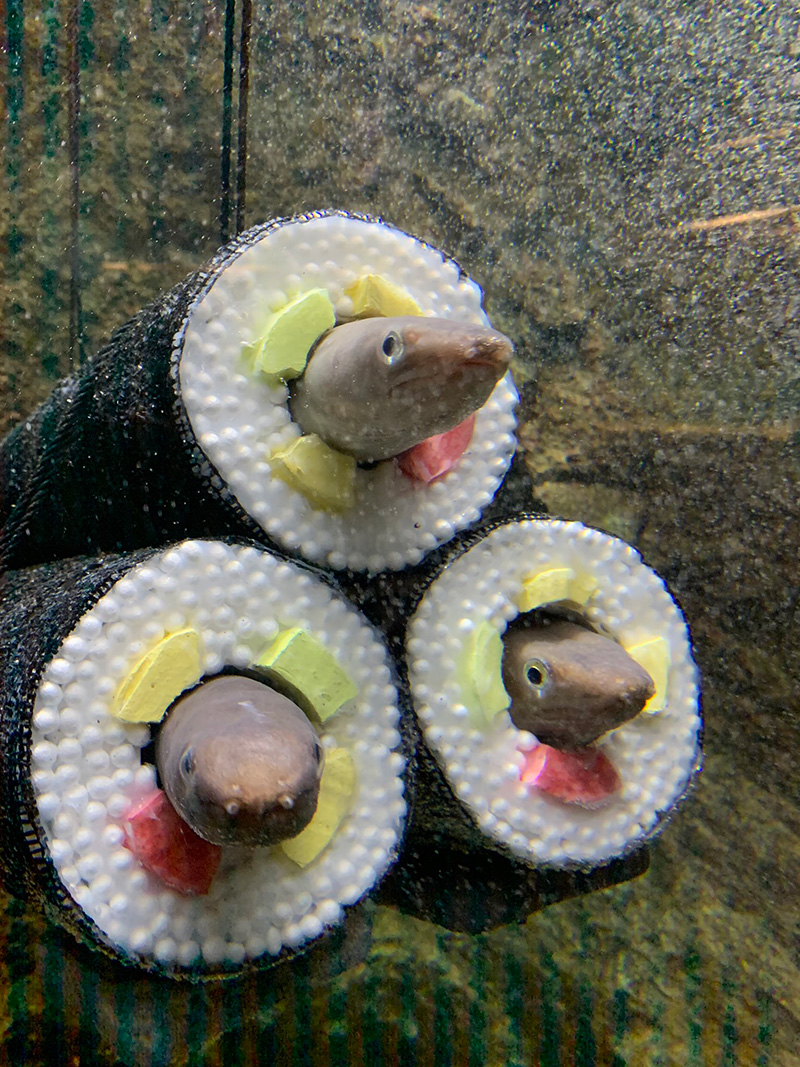 ซูชิโรล น้องปลาไหล ซูชิโรล น้องปลาไหล