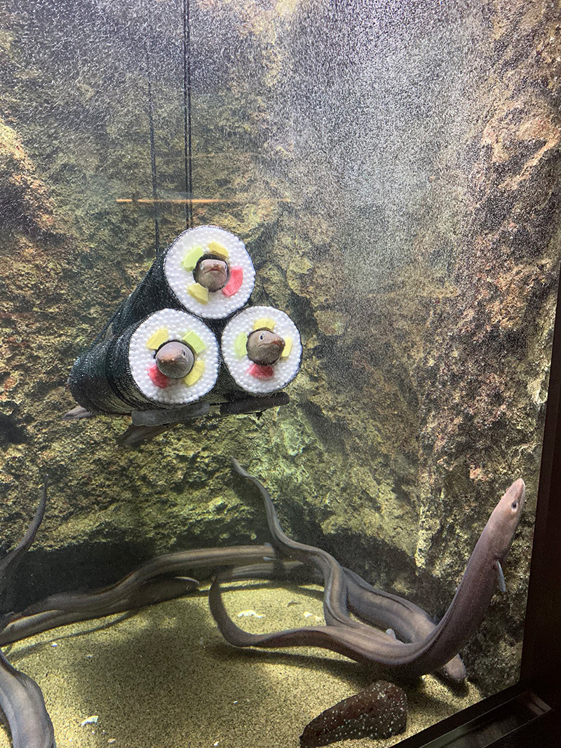 ซูชิโรล น้องปลาไหล ซูชิโรล น้องปลาไหล