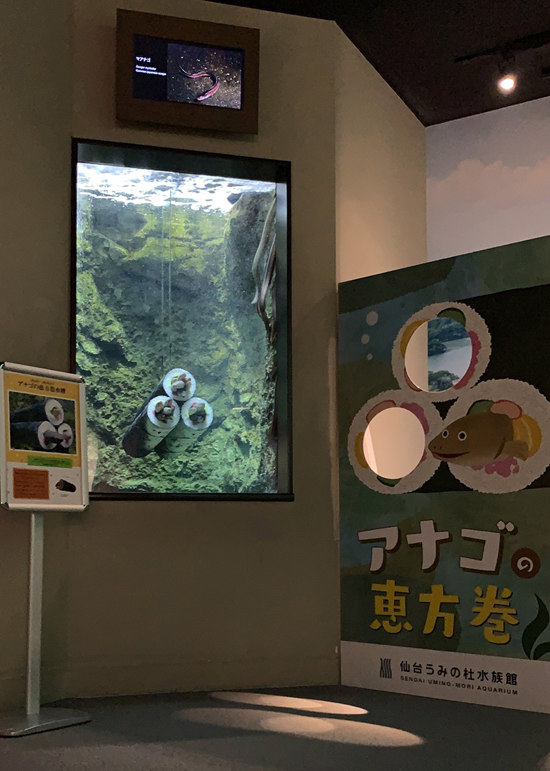 ซูชิโรล น้องปลาไหล ซูชิโรล น้องปลาไหล