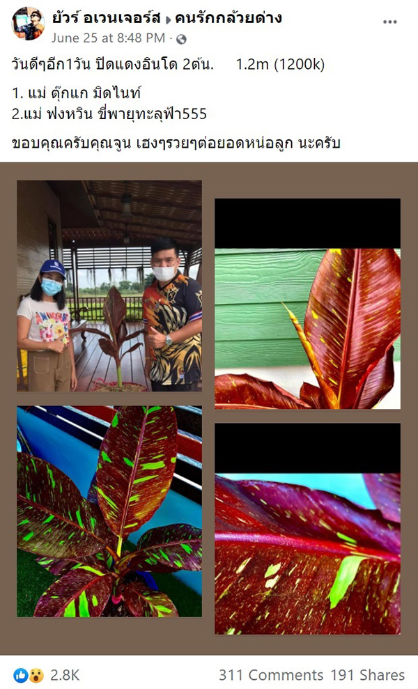 กล้วยด่าง กล้วยด่าง