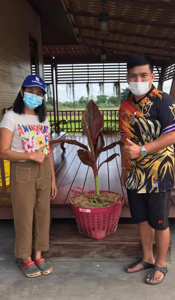 กล้วยด่าง กล้วยด่าง