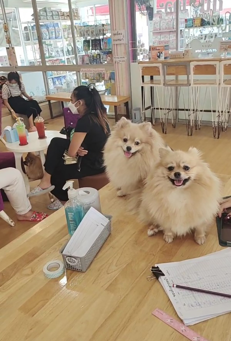 คาเฟน้องหมาเชียงใหม่ คาเฟน้องหมาเชียงใหม่