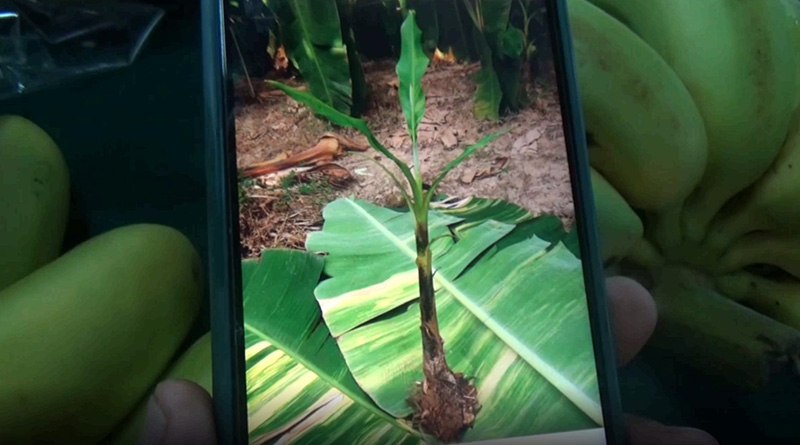 กล้วยด่าง กล้วยด่าง