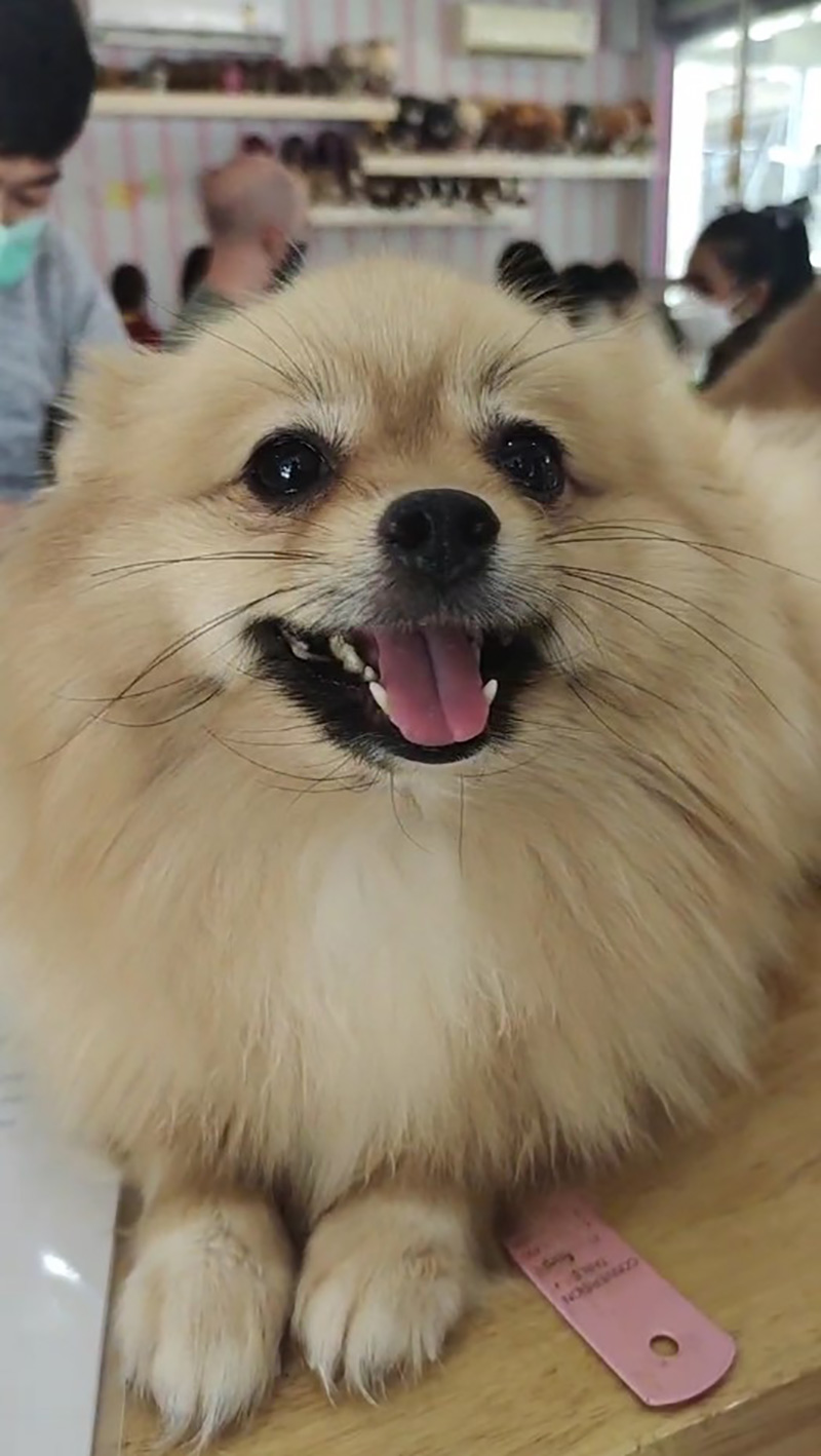 คาเฟน้องหมาเชียงใหม่ คาเฟน้องหมาเชียงใหม่