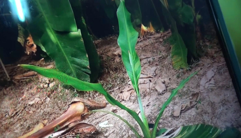 กล้วยด่าง กล้วยด่าง